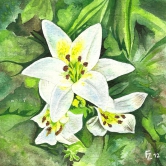 Lilien