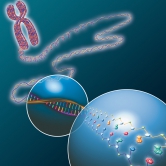 DNA-Strang