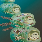 RNA-Prozess